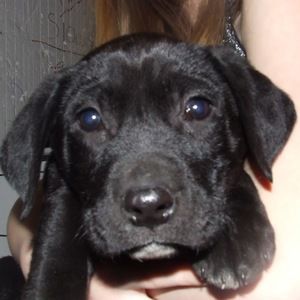 Meet your Posher, Elma